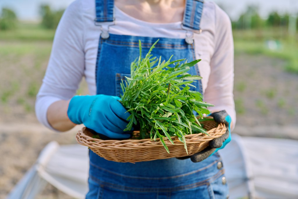 Biologische kruidenteelt